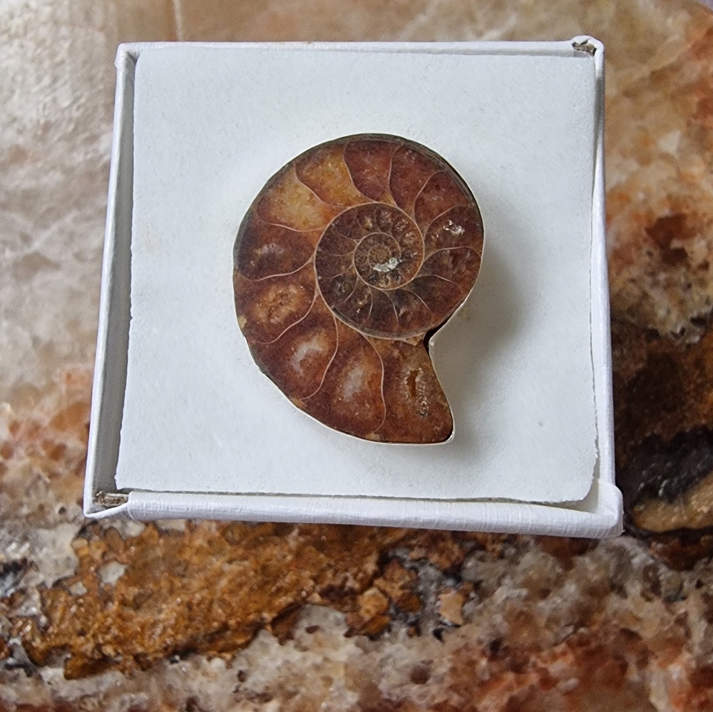 🔥Host Pick🔥 Vintage Ammonite Fossil Sterling Silver Ring